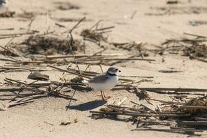 diese süß wenig Rohrleitungen Regenpfeifer war gesehen Hier auf das Strand wann ich dauerte diese Bild. diese Watvogel ist damit winzig und sucht das Sand zum Essen gewaschen oben durch das Surfen. ich Liebe das Ring um seine Nacken. foto