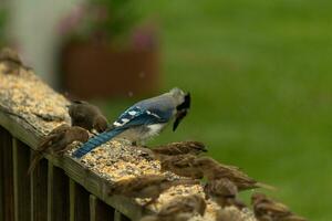 Blau Jay auf das hölzern Geländer Beitritt das wenig Spatzen zum etwas Vogelfutter. diese Blau, grau, und Weiß Vogel steht aus von das braun Einsen. foto