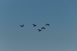 diese doppelkammig Kormorane sind gesehen Hier fliegend im ein v Formation mögen Gänse würde. diese Watvögel bleibe zusammen und aussehen zum Essen das Ozean bringt In. das klar Blau Himmel können Sein gesehen hinter. foto