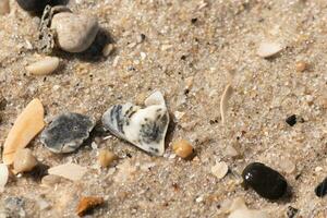 ich geliebt das aussehen von diese gebrochen Muscheln auf das Strand mit das winzig Steine. Sie Pleite ein Teil von das Rau Surfen Misshandlung Sie zu das Sand. das glänzend aussehen von Sie ist von immer noch Sein nass. foto