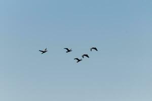 diese doppelkammig Kormorane sind gesehen Hier fliegend im ein v Formation mögen Gänse würde. diese Watvögel bleibe zusammen und aussehen zum Essen das Ozean bringt In. das klar Blau Himmel können Sein gesehen hinter. foto