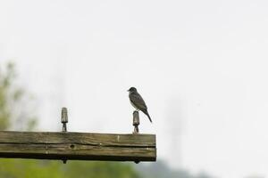 diese östlichen Kingbird war thront auf oben von diese Post. Sie sind ein Spezies von Tyrann Fliegenfänger. seine grau Gefieder suchen ziemlich gegen das Scheiße Bauch. diese gesehen gegen ein Weiß Himmel. foto