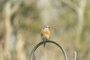 diese ziemlich Drossel kam aus zu das Hirten Haken zu ausruhen. das wenig Vogel saß auf das Metall Pole zum ein Bit. seine rostig Orange Bauch mit ein Weiß Patch steht aus von seine Blau Kopf und dunkel Augen. foto