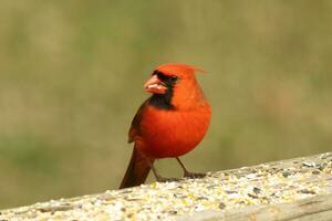 diese schön rot Kardinal kam aus zu das braun hölzern Geländer von das Deck zum Lebensmittel. seine wenig Mohawk geschoben Nieder mit seine schwarz Maske. diese wenig Vogel ist umgeben durch Vogelfutter. foto