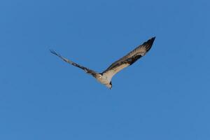 diese schön Fischadler Vogel war fliegend im das klar Blau Himmel wann diese Bild war vergriffen. ebenfalls bekannt wie ein Fisch Falke, diese Raubvogel sieht aus um das Wasser zum Essen zu zuschlagen An. foto