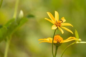 wenig Schweiß Biene Kommen zu Besuch das Wildblume im das Feld. diese Insekt kam bestäuben das falsch Sonnenblume. seine Neon- Grün Körper leuchtenden im das Sonne. das Gelb Blütenblätter von das Blume suchen bunt. foto