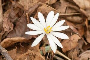 diese Blutwurz Wildblume sitzt unter das braun Blätter im das Wald. das lange Weiß Blütenblätter Dehnen aus von das Gelb Center. diese Blume ist ein ziemlich Patch von Farbe Das steht aus. foto