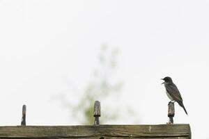 diese östlichen Kingbird war thront auf oben von diese Post. Sie sind ein Spezies von Tyrann Fliegenfänger. seine Schnabel offen. seine grau Gefieder suchen ziemlich gegen das Scheiße Bauch. diese gesehen gegen ein Weiß Himmel. foto