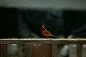 diese schön männlich Kardinal kam aus zu das Geländer von das Deck zum etwas Vogelfutter. das ziemlich Vogel Ich würde ein hell rot Farbe und fast erinnert Sie von Weihnachten. das wenig schwarz Maske steht aus. foto