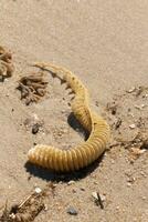 diese schön geknöpft Wellhornschnecke Ei Fall gelegt Verbreitung aus auf das Sand geben es ein ziemlich nautisch Strand Bild. ich Liebe das aussehen von das Meer Trümmer verstreut um. diese Bild war genommen im Kap dürfen. foto