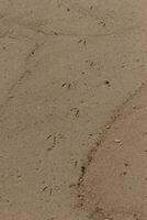 Abdrücke Verlegung im das Strand. das klein Fußabdrücke zeigen ein Küstenvögel Pfad legen eingebettet im das Boden zeigen das Reise. das ziemlich braun Körner von Sand alle um. foto