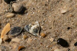 ich geliebt das aussehen von diese gebrochen Muscheln auf das Strand mit das winzig Steine. Sie Pleite ein Teil von das Rau Surfen Misshandlung Sie zu das Sand. das glänzend aussehen von Sie ist von immer noch Sein nass. foto