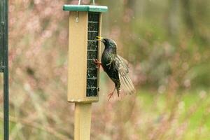 Star sieht aus zu Sein kämpfen zu haften zu das Seite von diese Talg Käfig. seine schwarz Gefieder scheinen im das Licht mögen Öl gemischt mit Wasser. das Weiß Sprenkel von diese Vogel aussehen mögen Sterne. foto