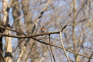 süß wenig Drossel saß thront auf diese Baum Ast zu aussehen um zum Lebensmittel. seine rostig Orange Bauch mit ein Weiß Patch steht aus von das Blau auf seine Kopf. diese wenig Vogel fühlt sich sicher oben Hier. foto