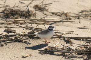 diese süß wenig Rohrleitungen Regenpfeifer war gesehen Hier auf das Strand wann ich dauerte diese Bild. diese Watvogel ist damit winzig und sucht das Sand zum Essen gewaschen oben durch das Surfen. ich Liebe das Ring um seine Nacken. foto