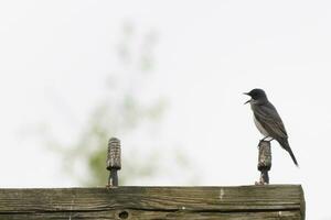 diese östlichen Kingbird war thront auf oben von diese Post. Sie sind ein Spezies von Tyrann Fliegenfänger. seine Schnabel offen. seine grau Gefieder suchen ziemlich gegen das Scheiße Bauch. diese gesehen gegen ein Weiß Himmel. foto