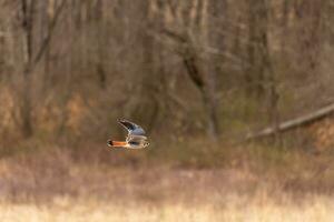 Turmfalke fliegend über ein Feld. diese Vogel, ebenfalls bekannt wie ein Spatz Falke ist das kleinste Falke. das ziemlich Orange und Blau von das Gefieder steht aus unter das braun Laub abbilden das fallen Jahreszeit. foto