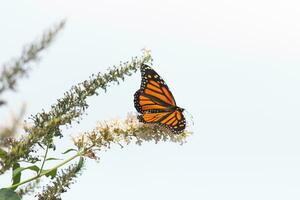 diese schön Monarch Schmetterling ist Besuch diese Wildblume zu sammeln Nektar. seine wenig Beine klammern zu das Blütenblätter und Portion zu bestäuben. seine ziemlich orange, Schwarz, und Weiß Flügel gegenüber aus. foto