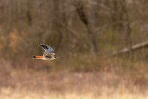 Turmfalke fliegend über ein Feld. diese Vogel, ebenfalls bekannt wie ein Spatz Falke ist das kleinste Falke. das ziemlich Orange und Blau von das Gefieder steht aus unter das braun Laub abbilden das fallen Jahreszeit. foto