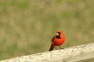 diese schön rot Kardinal kam aus zu das braun hölzern Geländer von das Deck zum Lebensmittel. seine wenig Mohawk geschoben Nieder mit seine schwarz Maske. diese wenig Vogel ist umgeben durch Vogelfutter. foto