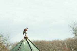 süß wenig Drossel kam aus zu Besuch das hölzern Vogelfütterer. seine rostig Orange Bauch mit ein Weiß Patch steht aus von seine Blau Kopf. seine dunkel Augen aussehen über das Weg. diese wenig Vogel ist posieren. foto