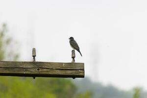 diese östlichen Kingbird war thront auf oben von diese Post. Sie sind ein Spezies von Tyrann Fliegenfänger. seine grau Gefieder suchen ziemlich gegen das Scheiße Bauch. diese gesehen gegen ein Weiß Himmel. foto