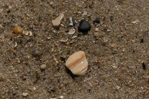 diese wenig Stücke von Muschel legen Sitzung auf das Strand verstreut um. das größer Stück ist braun und hat Streifen. das wenig braun Körner von Sand sind alle um schimmernd im das Sonne. foto