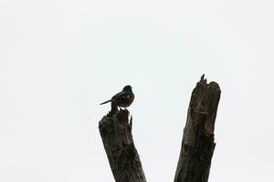 diese Baltimore Pirol ist thront auf diese hölzern Post im das Feld. seine schön Schwarz, orange, und Weiß Körper Stehen aus gegen das Weiß Hintergrund. diese ist ein wandernd Vogel. foto