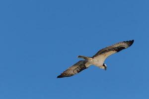 diese schön Fischadler Vogel war fliegend im das klar Blau Himmel wann diese Bild war vergriffen. ebenfalls bekannt wie ein Fisch Falke, diese Raubvogel sieht aus um das Wasser zum Essen zu zuschlagen An. foto