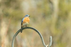 diese ziemlich Drossel kam aus zu das Hirten Haken zu ausruhen. das wenig Vogel saß auf das Metall Pole zum ein Bit. seine rostig Orange Bauch mit ein Weiß Patch steht aus von seine Blau Kopf und dunkel Augen. foto