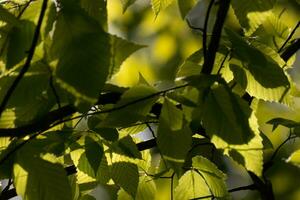 diese sind das Blätter von das amerikanisch Buche Baum. das Oval suchen Blatt mit das gezackt Kanten alle um. das Sonnenlicht fangen das Blätter im das Geäst, fast Herstellung Sie glühen. foto