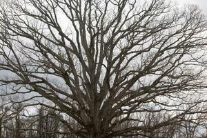 nackt Geäst von ein Baum erreichen aus. das lange Glieder sind ohne Blätter fällig zu das fallen Jahreszeit. suchen mögen Tentakeln oder ein Skelett- Struktur. das grau Himmel können Sein gesehen im das zurück mit Weiß Wolken. foto