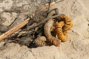 diese geknöpft Wellhornschnecke Ei Fall legen Hier im das Sand verheddert im das Meer Gras und Trümmer. diese bräunen Band mögen Objekt können halt oben zu 100 Eier. es war gewaschen an Land durch das Meer. foto