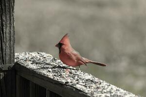 diese schön rot Kardinal kam aus zu das braun hölzern Geländer von das Deck zum Lebensmittel. seine schön Mohawk Stehen Gerade oben mit seine schwarz Maske. diese wenig Vogel ist umgeben durch Vogelfutter. foto