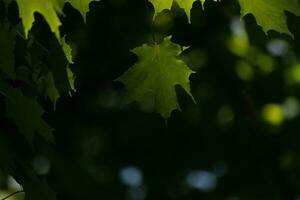 diese ist ein Blatt von ein Zucker Ahorn, welche war hängend im das Wald. das Sonnenlicht reflektieren aus fast macht Sie aussehen mögen Sie sind glühend. das Falten im das Blatt sind eigentlich Venen. foto