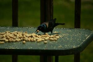 diese ziemlich grackle Vogel kam zu das Glas Tabelle zum etwas Erdnüsse. ich Liebe diese Vogel glänzend Gefieder mit Blau und lila manchmal gesehen im das Gefieder. das bedrohlich Gelb Augen scheinen zu glühen. foto