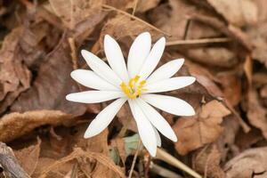 diese Blutwurz Wildblume sitzt unter das braun Blätter im das Wald. das lange Weiß Blütenblätter Dehnen aus von das Gelb Center. diese Blume ist ein ziemlich Patch von Farbe Das steht aus. foto