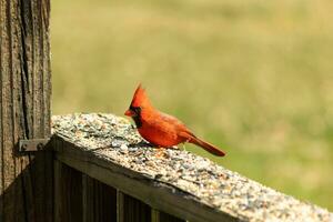 diese schön rot Kardinal kam aus zu das braun hölzern Geländer von das Deck zum Lebensmittel. seine schön Mohawk Stehen Gerade oben mit seine schwarz Maske. diese wenig Vogel ist umgeben durch Vogelfutter. foto