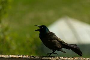 diese gespenstisch suchen grackle kam zu das Geländer von das Deck. er sieht aus wütend und erinnert Sie von Halloween. seine schwarz Gefieder gekräuselt hoch. seine bedrohlich Gelb Auge Das scheint zu glühen. seine Schnabel offen. foto