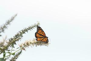 diese schön Monarch Schmetterling ist Besuch diese Wildblume zu sammeln Nektar. seine wenig Beine klammern zu das Blütenblätter und Portion zu bestäuben. seine ziemlich orange, Schwarz, und Weiß Flügel gegenüber aus. foto