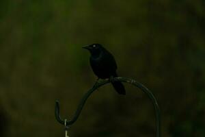 gespenstisch Bild von ein grackle thront auf das Metall Hirten Haken. diese schön schwarz Vogel fast gibt ein Halloween Stimmung mit seine bedrohlich glühend Gelb Auge. das dunkler Bild gibt es ein gruselig sehen. foto