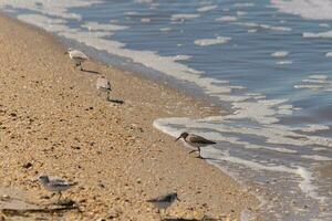 ich Liebe das aussehen von diese wenig Strandläufer aus Kämmen das Strand zum Meer Organismen Das haben gewaschen hoch. diese winzig wenig Watvögel aussehen damit süß wie Sie Lauf im und aus von das Wellen. foto