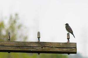 diese östlichen Kingbird war thront auf oben von diese Post. Sie sind ein Spezies von Tyrann Fliegenfänger. seine grau Gefieder suchen ziemlich gegen das Scheiße Bauch. diese gesehen gegen ein Weiß Himmel. foto