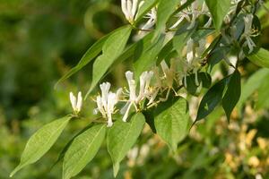 ziemlich Geißblatt Blumen wachsend im das Wald. diese hell Weiß Blumen auffallen gegen das Grün Laub. diese Wildblumen wachsen alle Über im das Wald. foto