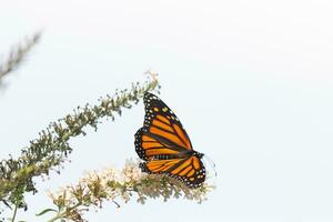 diese schön Monarch Schmetterling ist Besuch diese Wildblume zu sammeln Nektar. seine wenig Beine klammern zu das Blütenblätter und Portion zu bestäuben. seine ziemlich orange, Schwarz, und Weiß Flügel gegenüber aus. foto