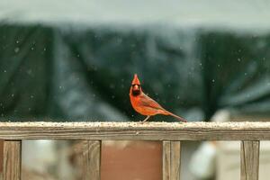 diese schön männlich Kardinal kam aus zu das Geländer von das Deck zum etwas Vogelfutter. das ziemlich Vogel Ich würde ein hell rot Farbe und fast erinnert Sie von Weihnachten. das wenig schwarz Maske steht aus. foto