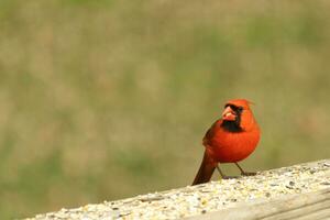 diese schön rot Kardinal kam aus zu das braun hölzern Geländer von das Deck zum Lebensmittel. seine wenig Mohawk geschoben Nieder mit seine schwarz Maske. diese wenig Vogel ist umgeben durch Vogelfutter. foto