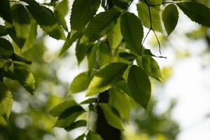 diese sind das Blätter von das amerikanisch Buche Baum. das Oval suchen Blatt mit das gezackt Kanten alle um. das Sonnenlicht fangen das Blätter im das Geäst, fast Herstellung Sie glühen. foto