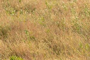 ich geliebt das aussehen von diese Feld wie ich ging von. das hoch braun Gras schwankend im das Brise. das braun Farben von das Landschaft Show das fallen Jahreszeit. foto