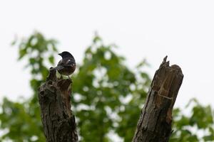 diese Baltimore Pirol ist thront auf diese hölzern Post im das Feld. seine schön Schwarz, orange, und Weiß Körper Stehen aus gegen das Weiß Hintergrund. diese ist ein wandernd Vogel. foto